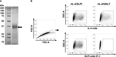 Neonatal and maternal upregulation of antileukoproteinase in horses